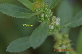 Image result for Bergia capensis