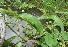 Image result for Sacciolepis africana