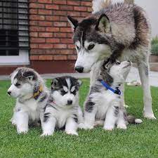 Husky house's goal is to place our orphans in permanent loving homes as they already have been abandoned once before by their prior dog experience a must to be considered for adoption. Husky Puppies For Adoption And Rehoming Home Facebook