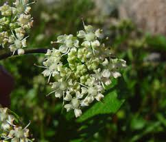 Image result for Afroligusticum scottianum