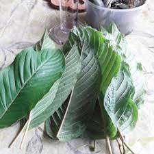 Maka anda bolehlah gunakan sabun daun semambu ini. Cara Buat Racun Organik Daun Semambu Bawang Putih Dan Daun Ketum