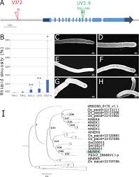 Informatica is a data processing tool that is widely used for etl to extract transform and load processing. Microtubule Associated Protein Wave Dampened2 Like Wdl Controls Microtubule Bundling And The Stability Of The Site Of Tip Growth In Marchantia Polymorpha Rhizoids