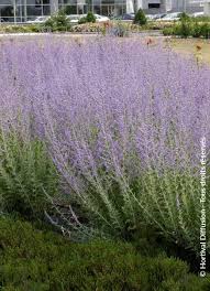 Image result for Perovskia atriplicifolia 'blue spire'