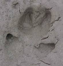 I mina ögon ser det här ut som att räven travar. Vad Ar Detta For Spar Jakten Jaktsidan