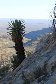 Image result for Gymnosporia maranguensis