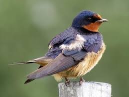 Barn Swallow Birds That Make Mud Nests 