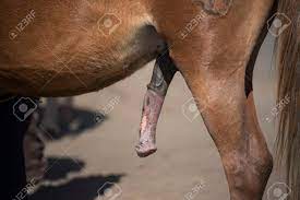 Penis Of Horse Java ,Indonesia. Stock Photo, Picture and Royalty Free  Image. Image 47950892.
