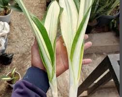 Image result for Vittaria guineensis