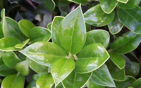 Maybe you would like to learn more about one of these? Carissa Holly 3 Gallon Shrub Deer Resistant Shrubs Togogarden