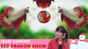 Ini adalah beberapa jenis dari ikan cupang dan juga ciri fisiknya Ikan Cupang Terfavorit Red Dragon Red Dragon Snow Apa Bedanya Youtube