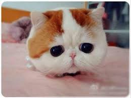 Inilah beberapa makanan yang tidak boleh dimakan kucing persia. Cerdas Dalam Memilih Makanan Kucing Persia Satwapedia