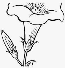 Download and use 20,000+ black and white flower stock photos for free. Flower Outline Drawing Black White Flowers Free Dinosaur Lily Flower Clipart Black And White Free Transparent Png Download Pngkey