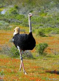 Bird That Looks Like An Ostrich Top 25 Wild Bird Photographs Of The Week 19 Wild Bird Revolution South African Birds African Wildlife Ostriches