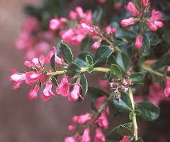 Image result for Sladeniaceae