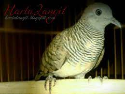 Jual burung perkutut udan mas lokal klik gambar untuk memperbesar warna dasar coklat muda kekuningan seperti emas dengan belang belang coklat ke kuningan pada bagian sayapnya, bagian dada berwarna coklat muda dan makin ke bawah agak berwarna putih, warana paruh agak putih sedangkan warna kaki juga agak merah, dengan kuku berwarna putih. Tuah Perkutut Pedaringan Kebak Harta Langit