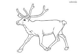 They are known for their innocent and peaceful deer are also known to have interesting appearances which differ from one species to another. Reindeer Coloring Pages Free Printable Reindeer Coloring Sheets