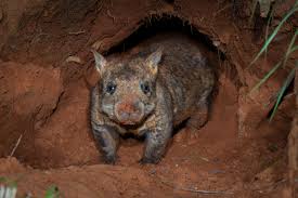 Image result for Southern hairy-nosed wombat