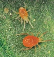 Their ability to reproduce extremely rapidly enables them to cause enormous damage in a short period of time. Aussie Bugs The Serrated Edge Aussie Cannabis Forums