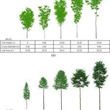 Deep ridges on the bark are characteristic for the older. Generated Trees A White Birch Tree B Larch Tree Download Scientific Diagram