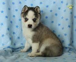 Xavier Alaskan Klee Kai Puppy For Sale In Belleville Pa Lancaster Puppies Alaskan Klee Kai Alaskan Klee Kai Puppy Cutest Dog Ever