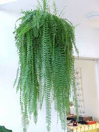 Simplistic and chic in design, the artificial boston fern plant's natural appearance will make you admire it all year around. Sulkasaniaianen Nephrolepis Exaltata Boston Fern Hanging Plants Indoor Best Indoor Plants Hanging Plants