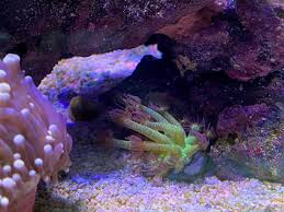 A conversation with aaron rahsaan thomas on 's.w.a.t' and his hope for hollywood natalie daniels Dc S Im Nuvo 20 Ride Along Nano Reef Journals Nano Reef Community