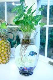Simple Guide To An Eco Conscious Lifestyle Fish Plants Betta Fish Plants