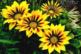 Gazania is a full su plant, but it tends to stress. Gazania Planting And Care From Spring To Winter Pots And In The Ground