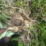 Image result for Albuca nigritana