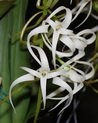 Image result for Cyrtorchis neglecta