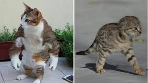 It is almost like they are actually enjoying themselves. Funny Cat Photoshop Pictures