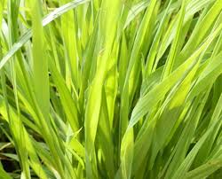 Image result for Phalaris