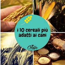 Maybe you would like to learn more about one of these? I 10 Cereali Piu Adatti Ai Cani Ricette Da Cani