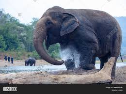 Elephants spraying water royalty free stock video and stock footage. Elephant Spraying Image Photo Free Trial Bigstock