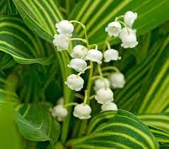 Convallaria Majalis Albostriata Lily Of The Valley White Flower Farm Lily Of The Valley Flowers Fragrant Plant