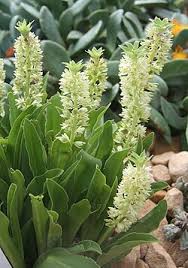 Image result for Eucomis autumnalis