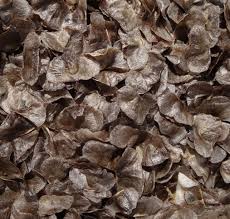 Image result for Aloe christianii