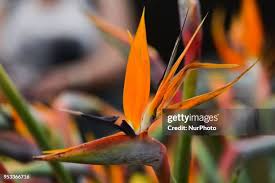 Image result for Strelitziaceae