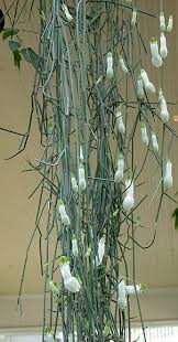 Image result for Ceropegia rendallii
