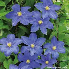 Check spelling or type a new query. Clematis Fujimusume Kletterpflanzen Fur Rankhilfen Kletterpflanzen Garten Schluter