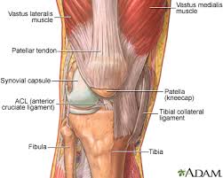Radioulna joints at the elbow and tibiofibula joints at. The Structure Of A Joint Medlineplus Medical Encyclopedia Image
