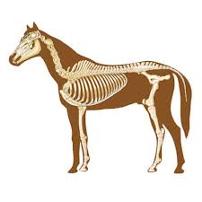 Hai navigato fino a qui per trovare informazioni su horse leg bone? Basic Equine Anatomy The Brook Vet