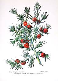 Ancient jewish commentary on jer. Pin On Nature In The Holy Land