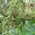 Image result for Asplenium sandersonii