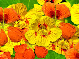 Treat yourself to the playful colors of annuals, but know they will retire after one season. How To Grow And Care For Nasturtium Lovethegarden