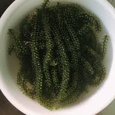 Making the web more beautiful, fast, and open through great typography Dehydrated Sea Grapes Lato Sea Grapes Katie 84352310575 Buy Sea Grapes Green Caviar Seaweed Caviar Green Caviar Caulerpaceae Seagrape Algae For Sale Japnese Umibudo Sea Grapes Seaweed Sea Grape Grape Algae Seagrape