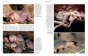 Image result for Macrotyloma maranguense