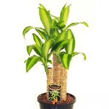 200mm Dracaena Massangeana Happy Plant Bunnings Warehouse Plants Dracaena Home And Garden