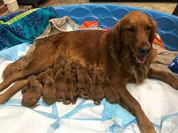 Some irresponsible person decided not to thanks to that foster program, thousands of kittens and puppies in the national capital region are cared for through those important formative weeks in. Smith S Golden Retriever Farms Home Facebook