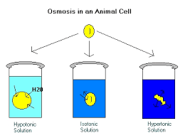 When plant cells are in a hypotonic solution, the central vacuole takes on extra water and pushes the cell membrane against the cell wall. Osmosis In Animal Cells